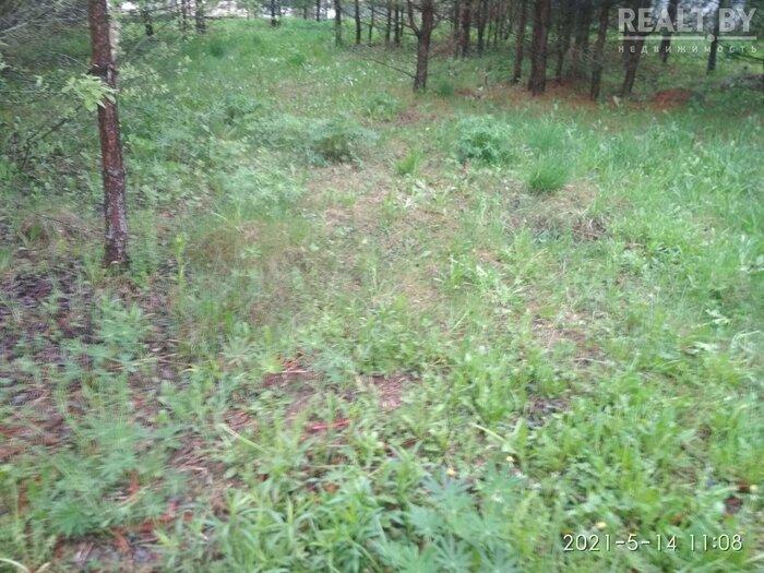 550$ за земельный надел в 30 километрах от МКАД. Подборка дешевых участков в СТ вокруг Минска, которые можно купить без аукциона - REALT.BY