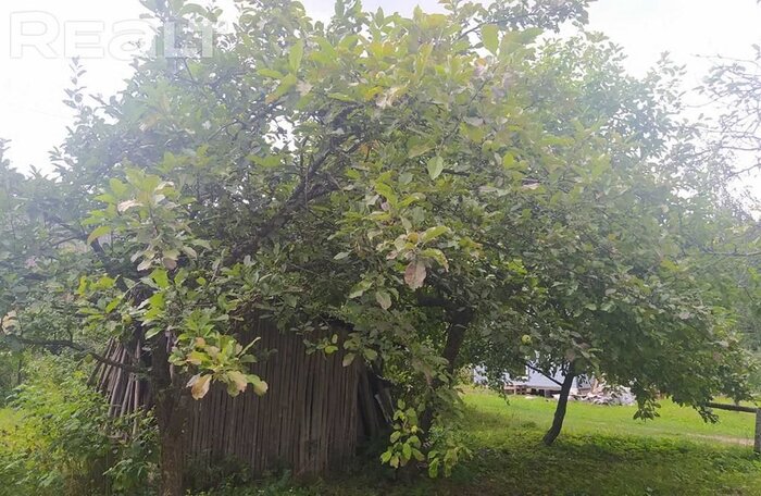 550$ за земельный надел в 30 километрах от МКАД. Подборка дешевых участков в СТ вокруг Минска, которые можно купить без аукциона - REALT.BY
