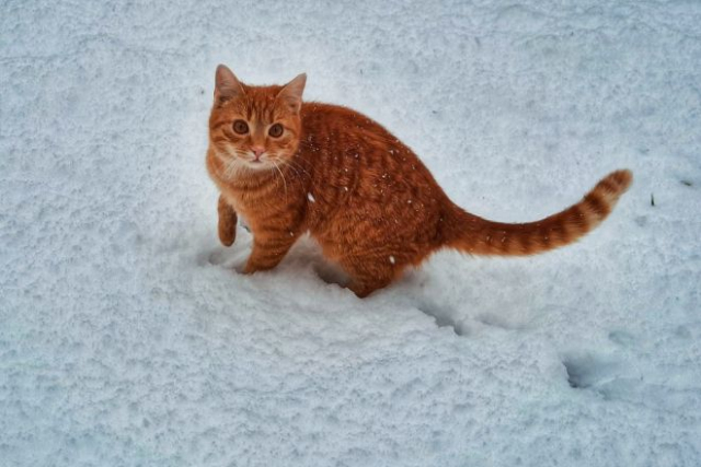 Погода в Беларуси 11 февраля: ожидается снег, мокрый снег, дождь