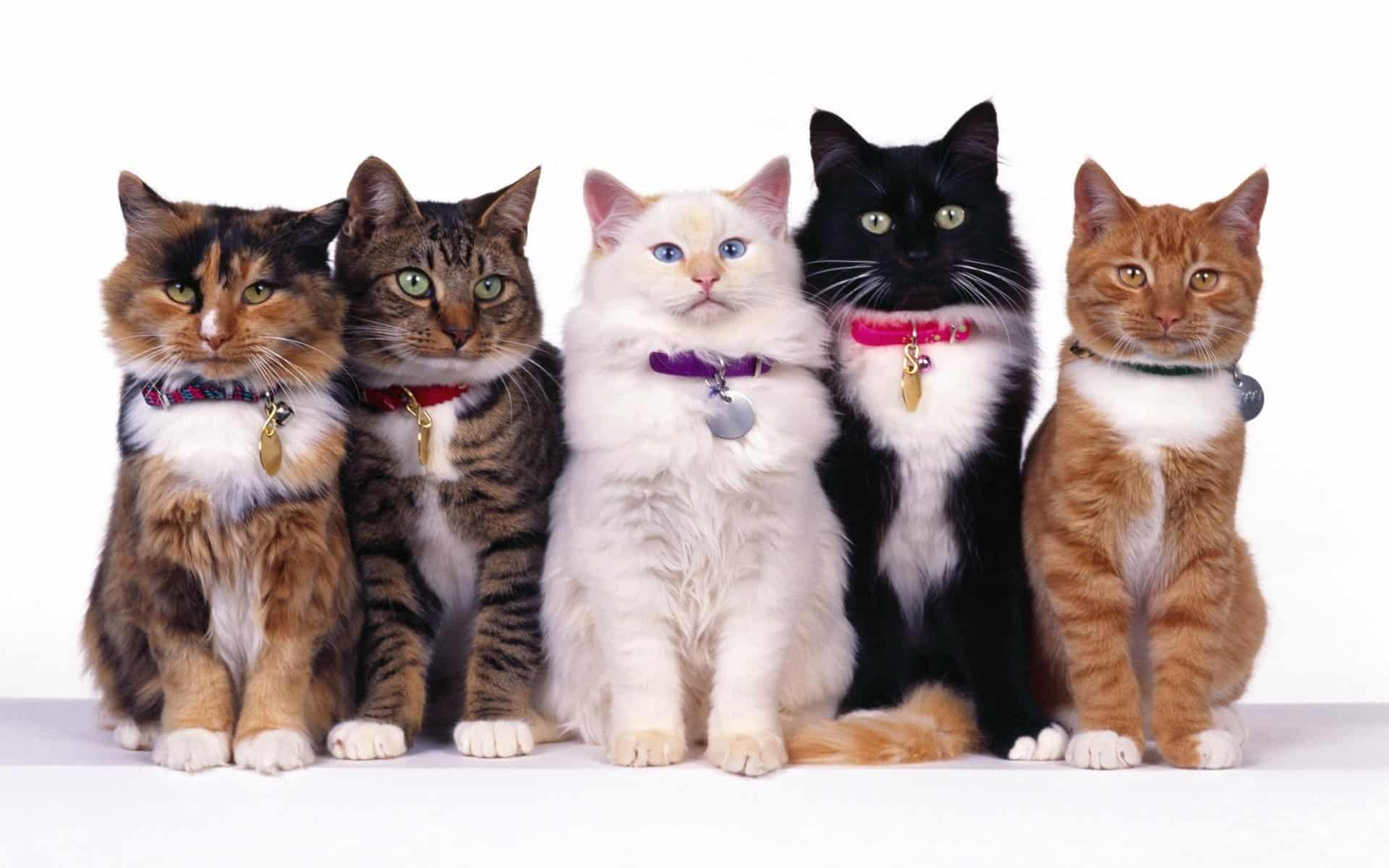 кличка кошки