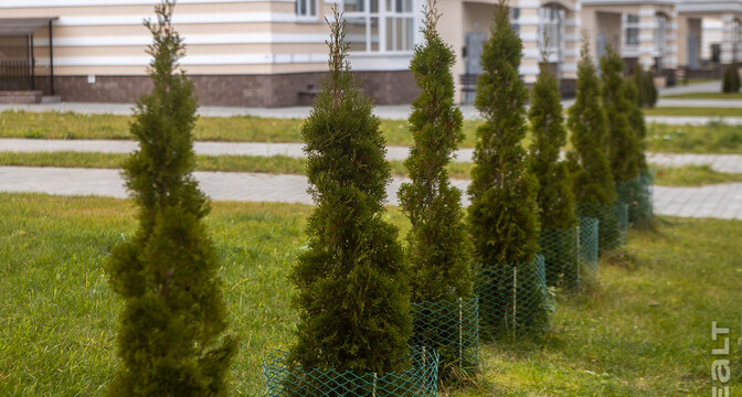&laquo;Когда заселились, возле дома можно было увидеть зайца&raquo;. Как Лебяжий из&nbsp;деревни превратился в&nbsp;один из&nbsp;самых престижных районов Минска