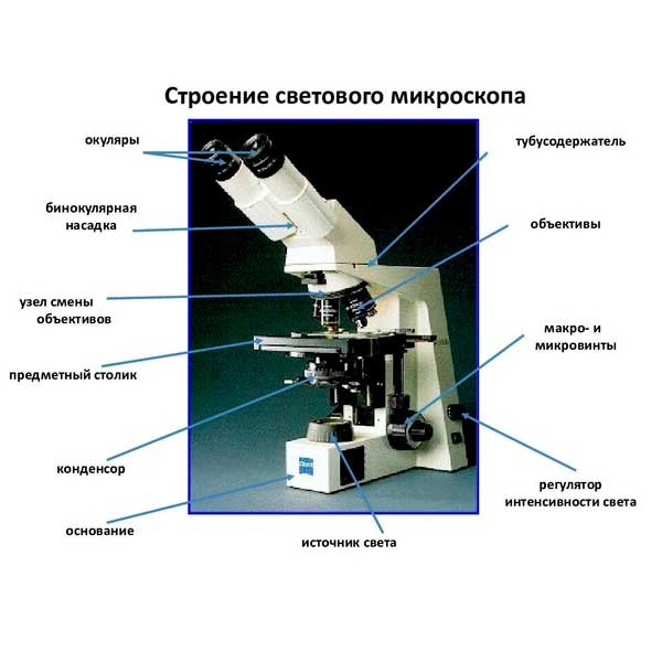 Виды микроскопов и их применение