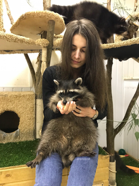 Фото с енотом в Санкт-Петербурге: незабываемые воспоминания на всю жизнь Фото с енотом в Санкт-Петербурге: незабываемые воспоминания на всю жизнь
